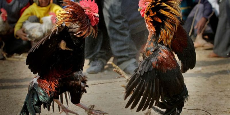 Các cửa cược chọi gà phổ biến nhất tại hệ thống VIPwin.com