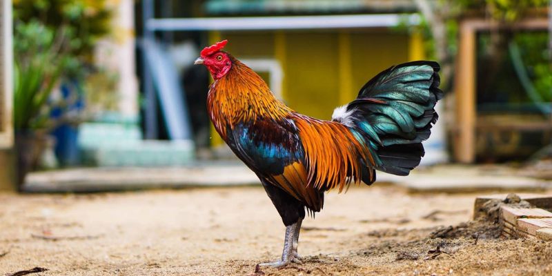 Các hình thức đấu gà tre phổ biến nhất hiện nay