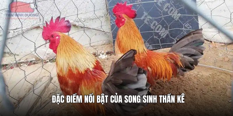 Một số đặc điểm nổi bật của song sinh thần kê