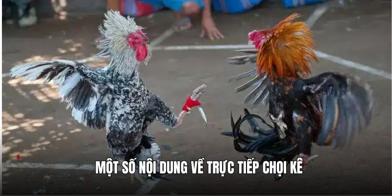 Một số nội dung quan trọng về trực tiếp chọi kê