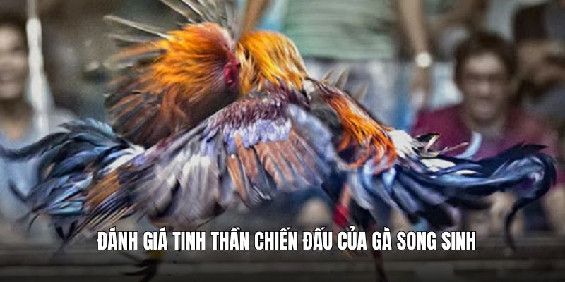 Đánh giá tinh thần chiến đấu của gà song sinh