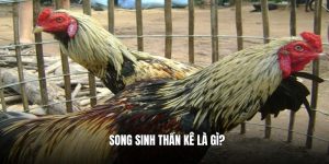 Giống gà song sinh thần kê là gì?