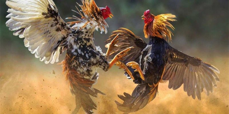 Tìm hiều đá gà tre là gì?