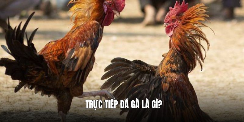 Giới thiệu tổng quan về trực tiếp đá gà
