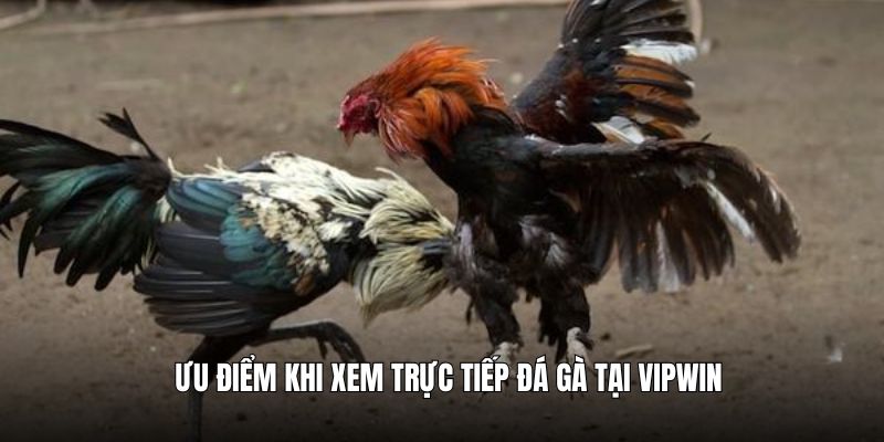 Một số ưu điểm tuyệt vời khi xem đá gà trực tiếp tại VIP win
